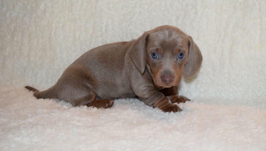 miniature sausage dog for sale